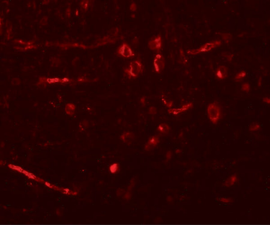 CDX2 Antibody - BSA Free