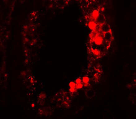 ESX1 Antibody - BSA Free