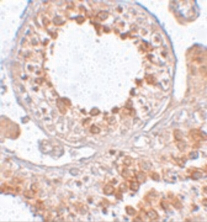 ESX1 Antibody - BSA Free