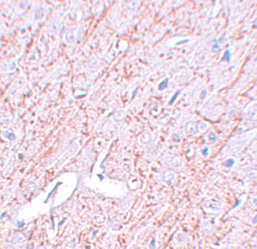 GATA-3 Antibody - BSA Free
