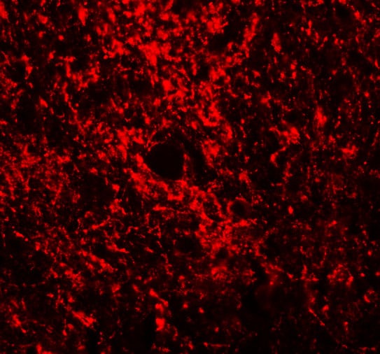 GATA-3 Antibody - BSA Free