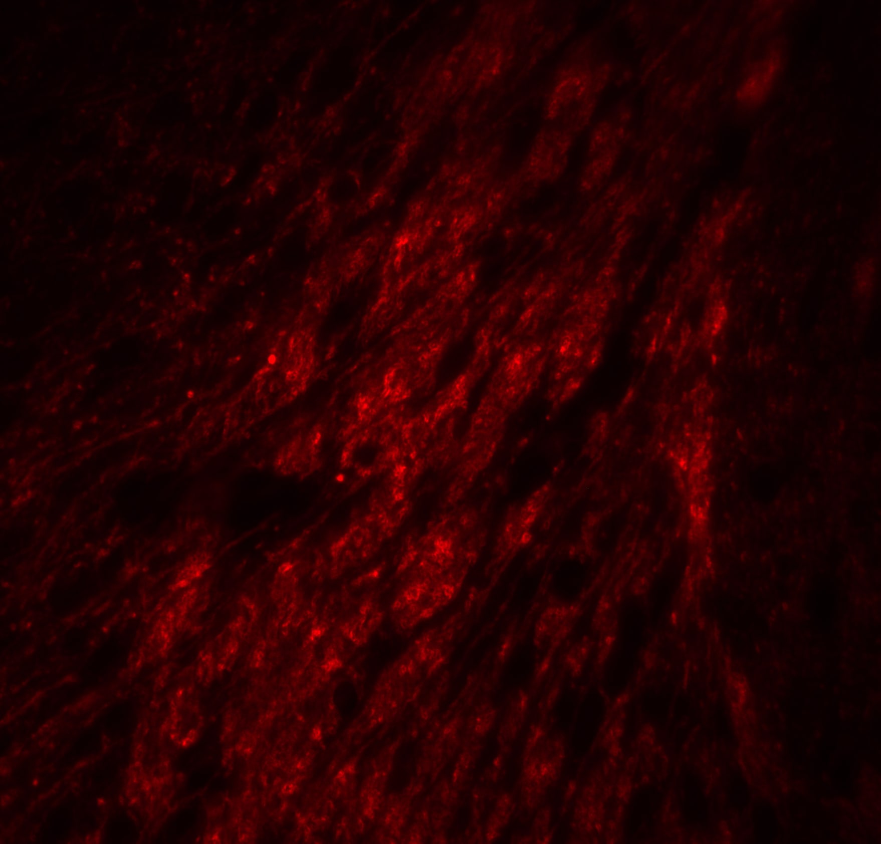 GATA-3 Antibody - BSA Free