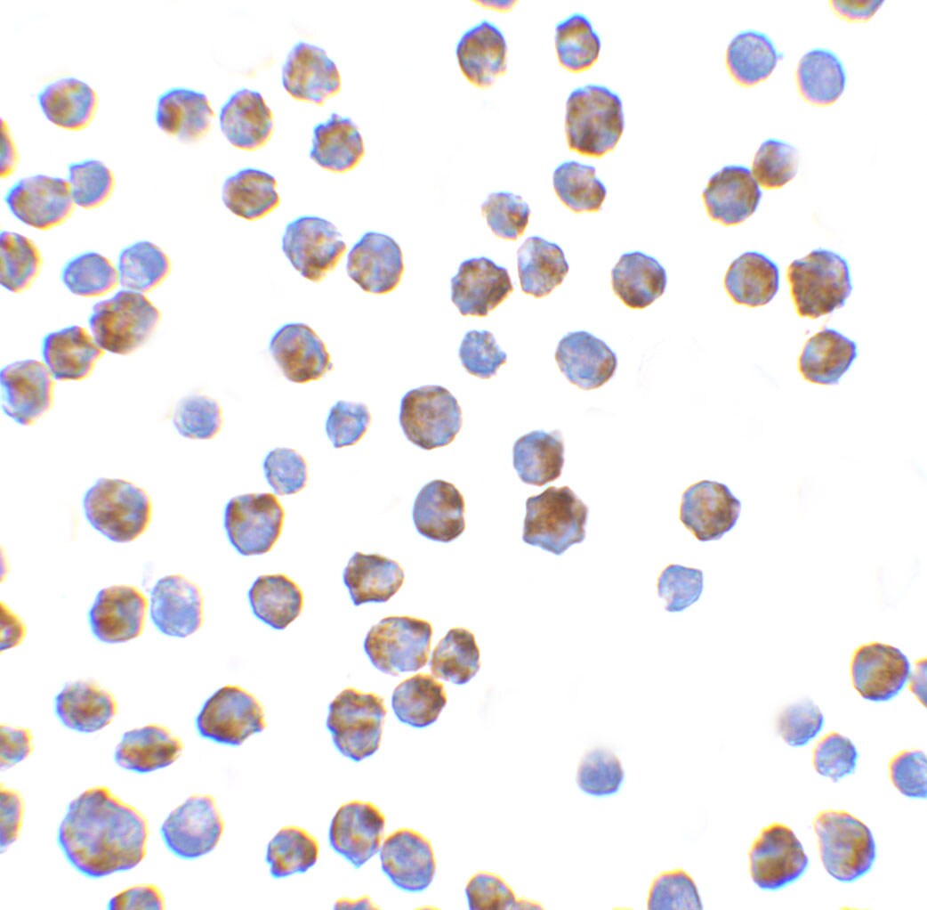 Bim Antibody - BSA Free