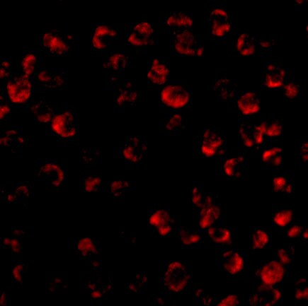 Bim Antibody - BSA Free