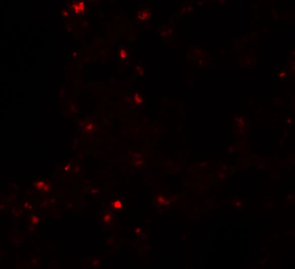 ZSCAN4 Antibody - BSA Free