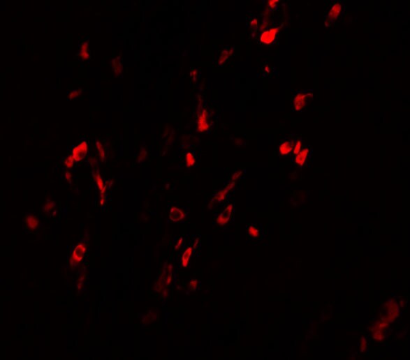 BCAS1 Antibody - BSA Free
