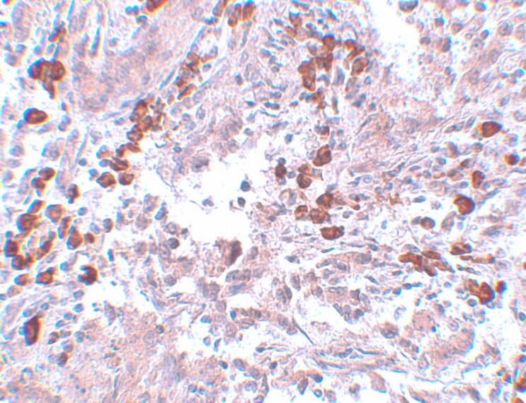 BCAS1 Antibody - BSA Free