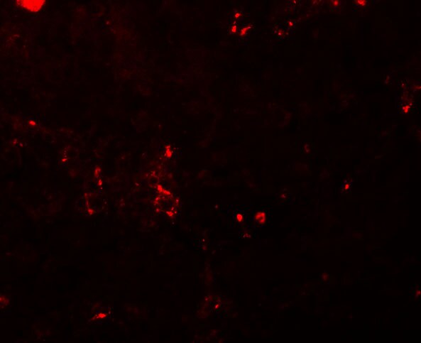 BCAS2 Antibody - BSA Free