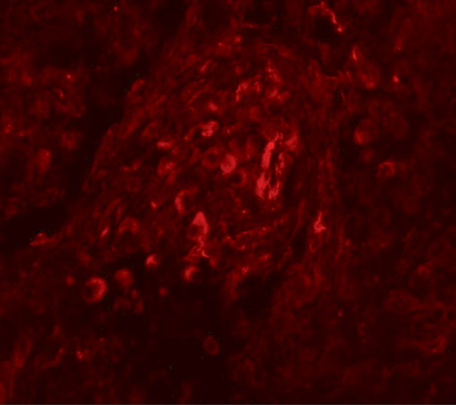 BASC4 Antibody - BSA Free