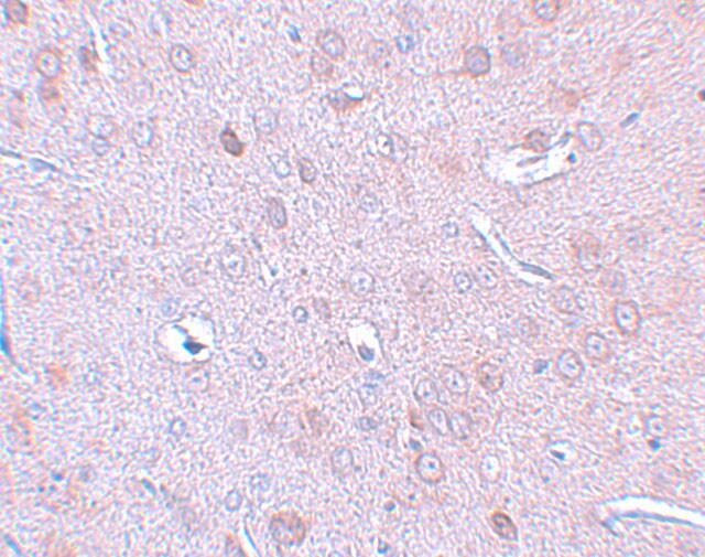 DCLK1 Antibody - BSA Free