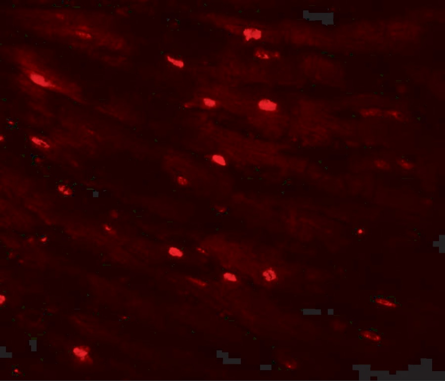 MTUS2 Antibody - BSA Free