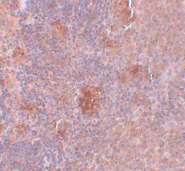 SLC37A2 Antibody - BSA Free