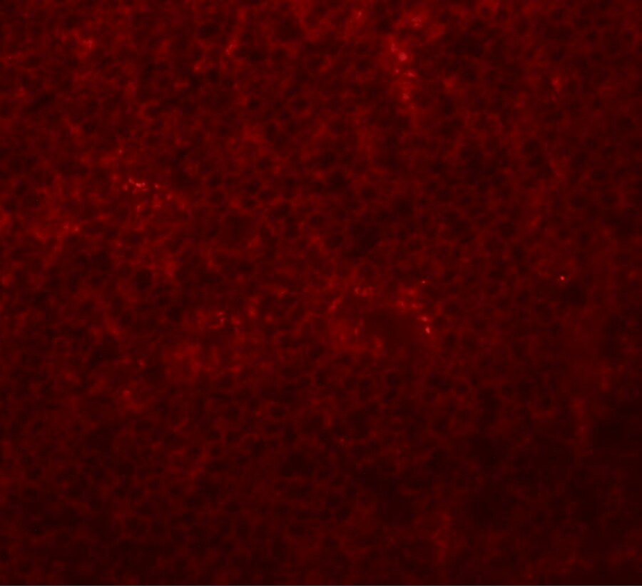 SLC37A2 Antibody - BSA Free