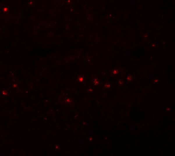 EFHD1 Antibody - BSA Free