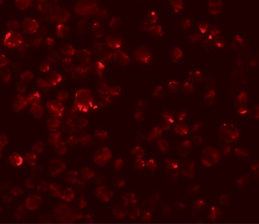 LYRM2 Antibody - BSA Free