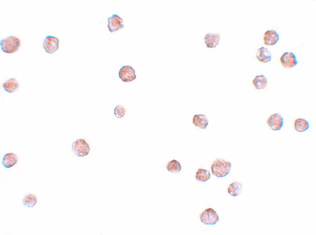 LYRM2 Antibody - BSA Free