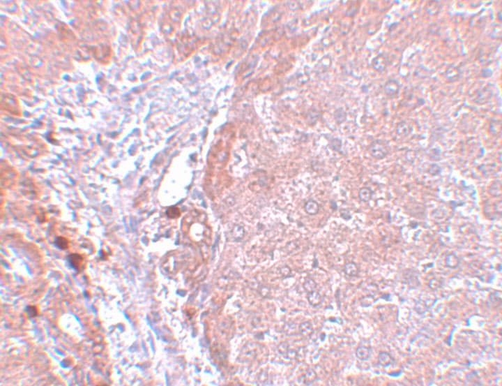 NDUFB9 Antibody - BSA Free