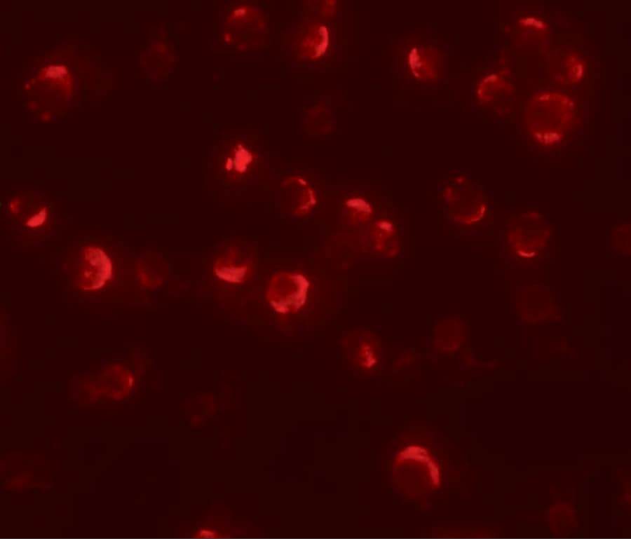 MAEL Antibody - BSA Free