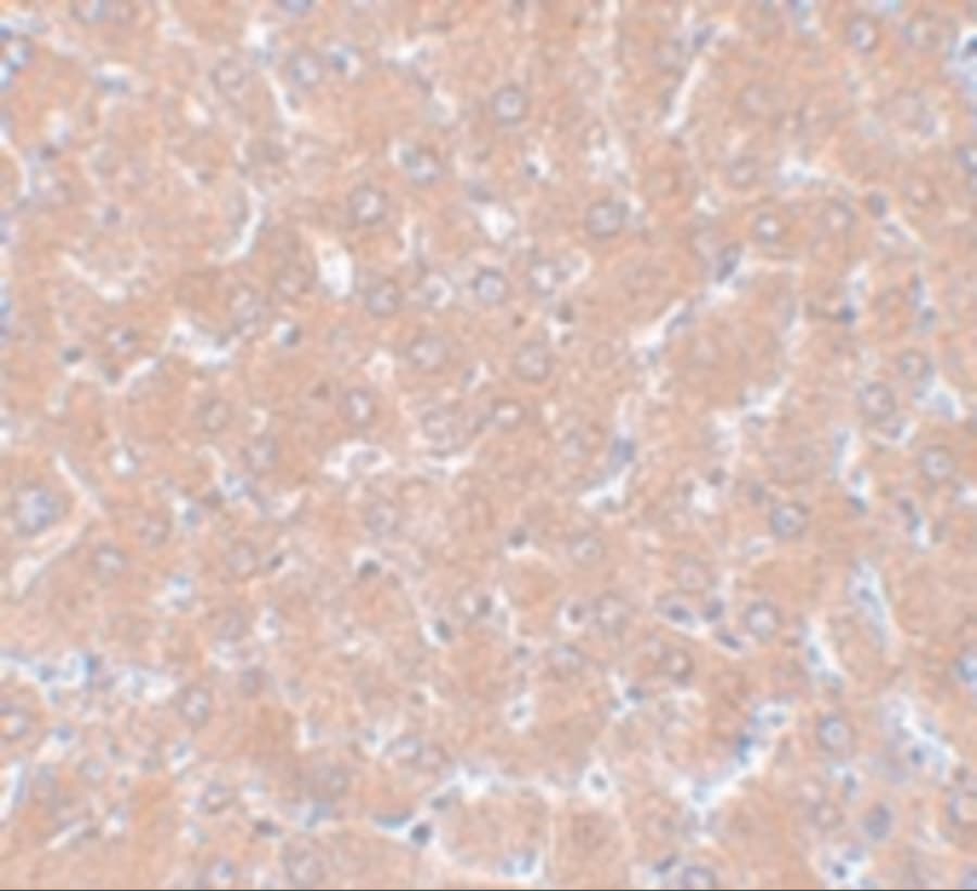 WDR74 Antibody - BSA Free
