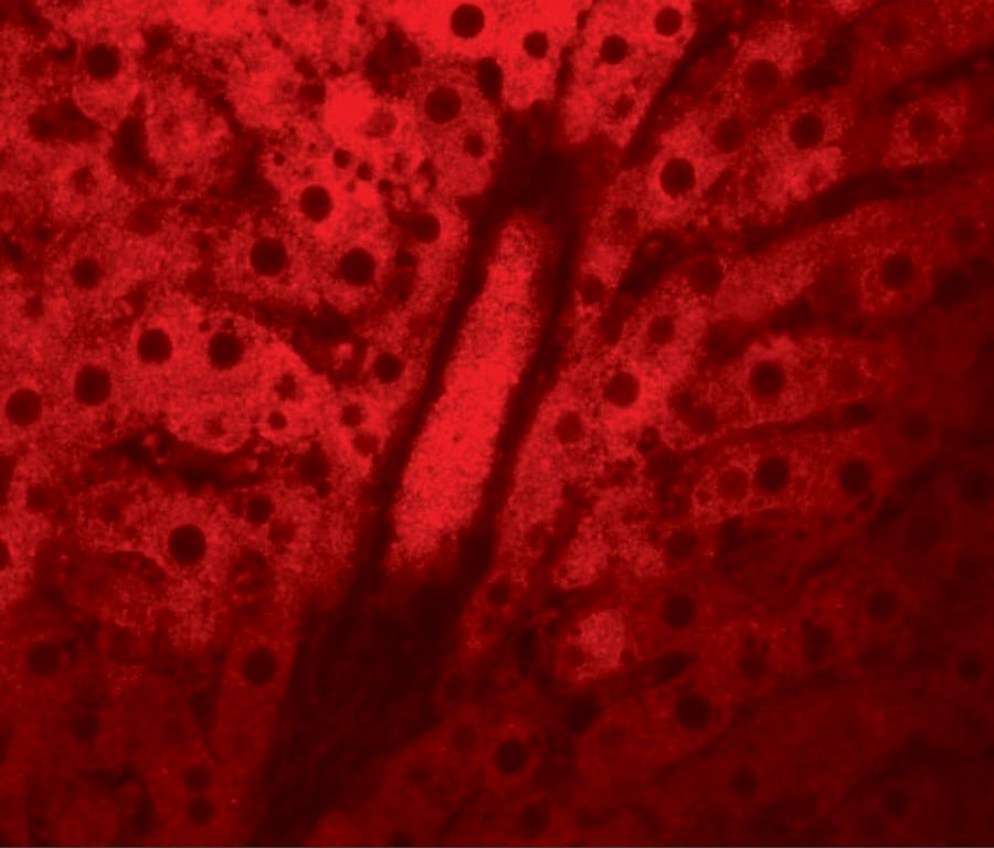 WDR74 Antibody - BSA Free