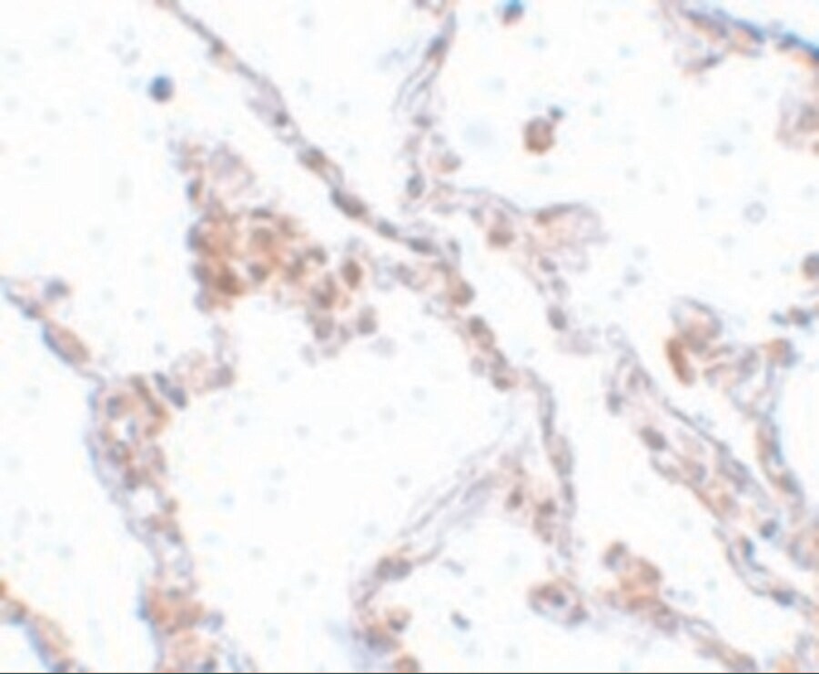 TMEM184B Antibody - BSA Free