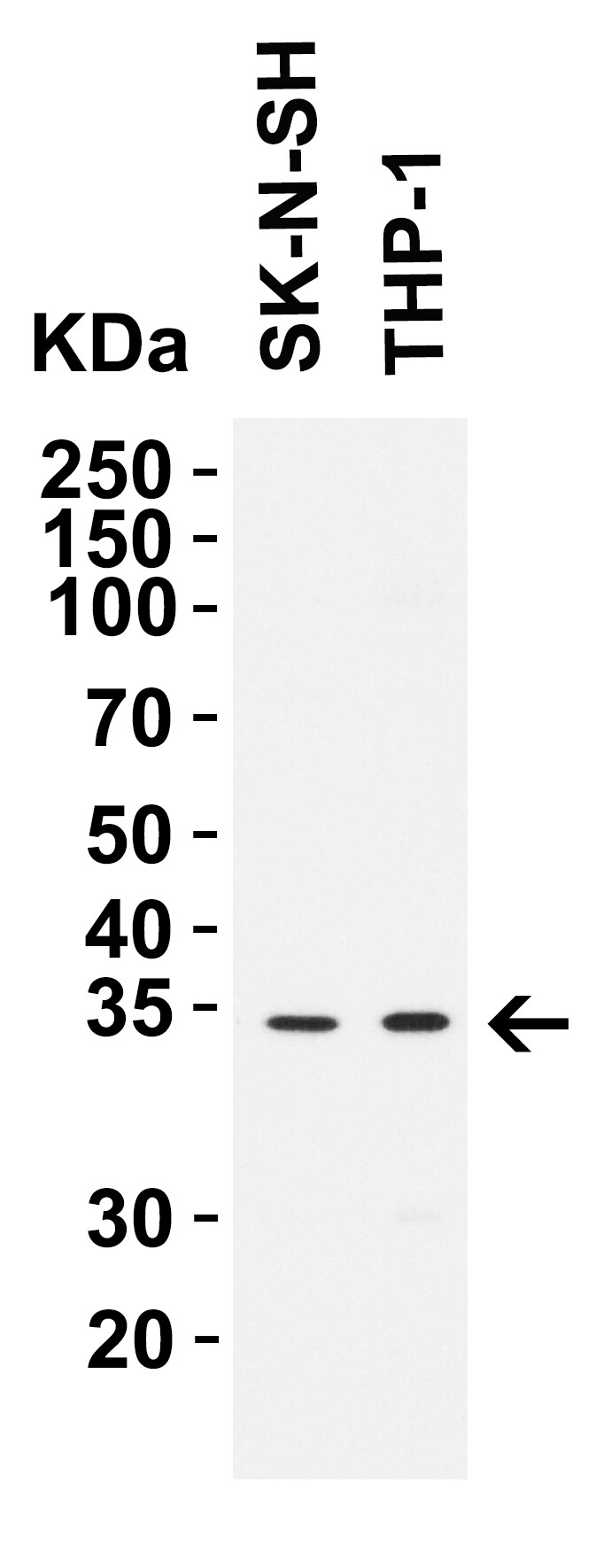 CCDC69 Antibody - BSA Free