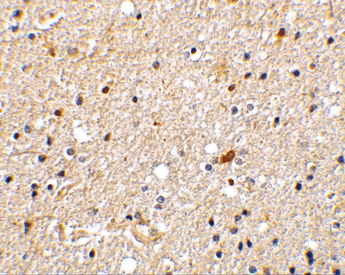 NGFRAP1/BEX3/NADE Antibody - BSA Free