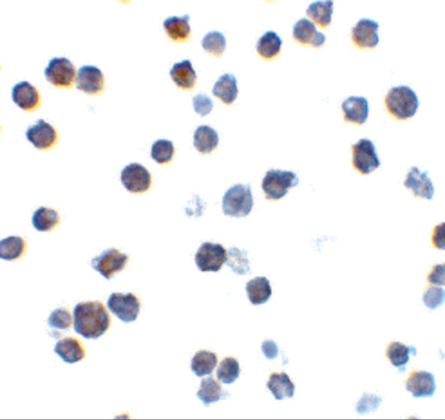 BAK Antibody - BSA Free