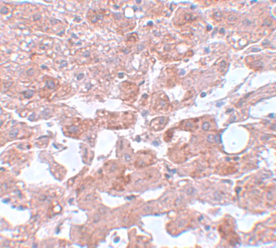 CDC16 Antibody - BSA Free