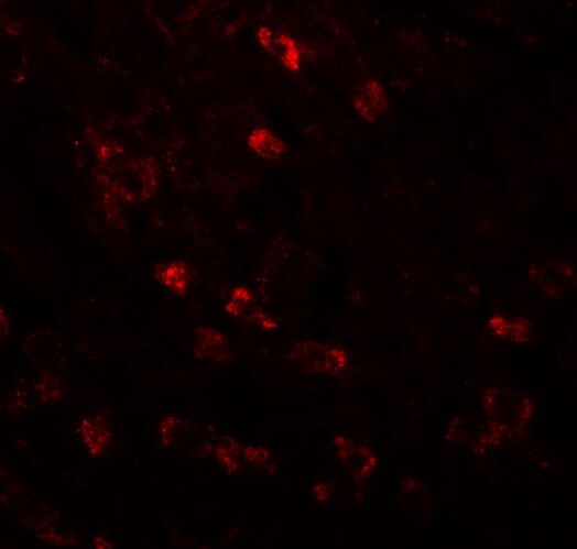 CDC16 Antibody - BSA Free