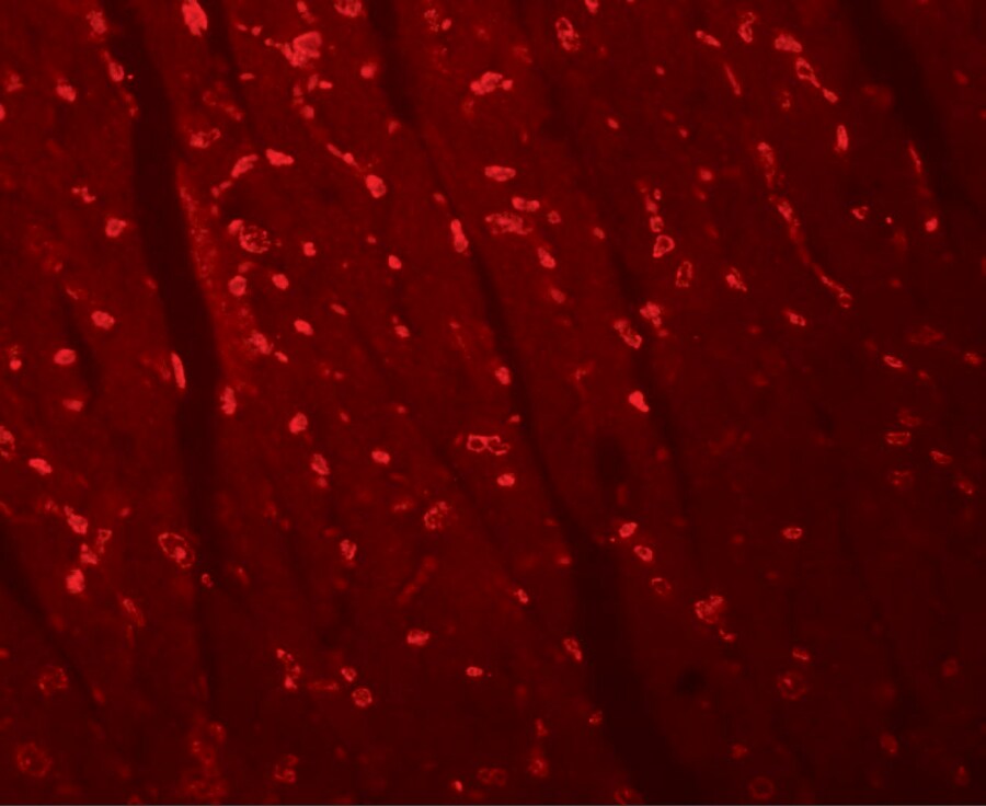 Apc10 Antibody - BSA Free