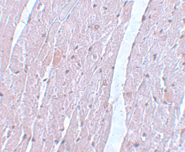Apc10 Antibody - BSA Free