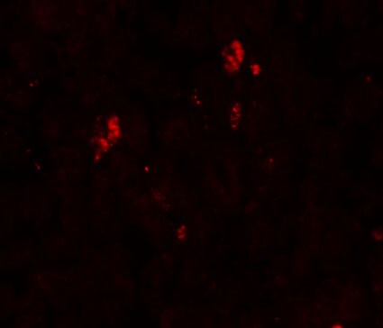 SUMO2 Antibody - BSA Free
