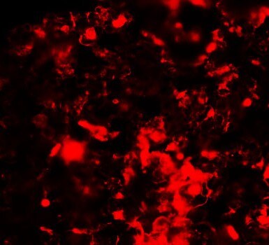 RNF8 Antibody - BSA Free