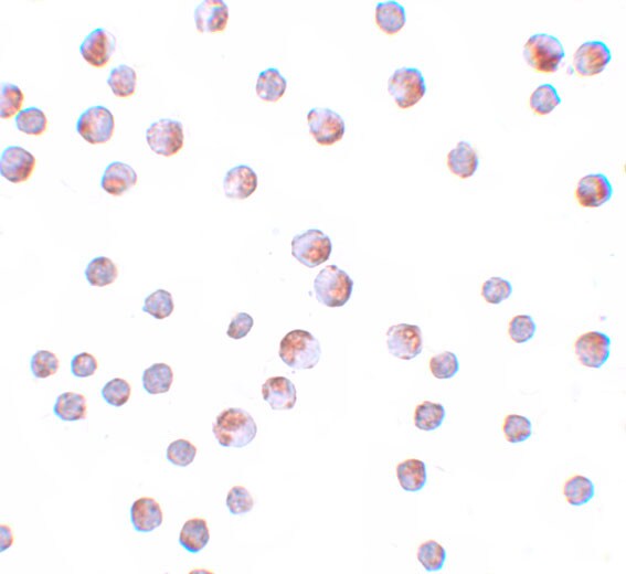 ATG9B Antibody - BSA Free