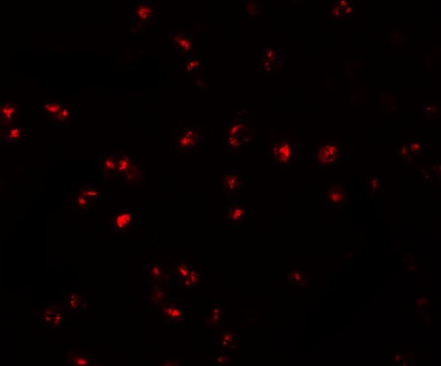 IFITM1 Antibody - BSA Free