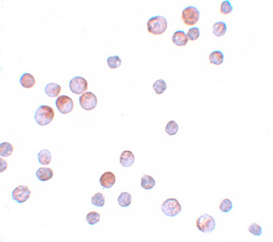 FOXO4 Antibody - BSA Free