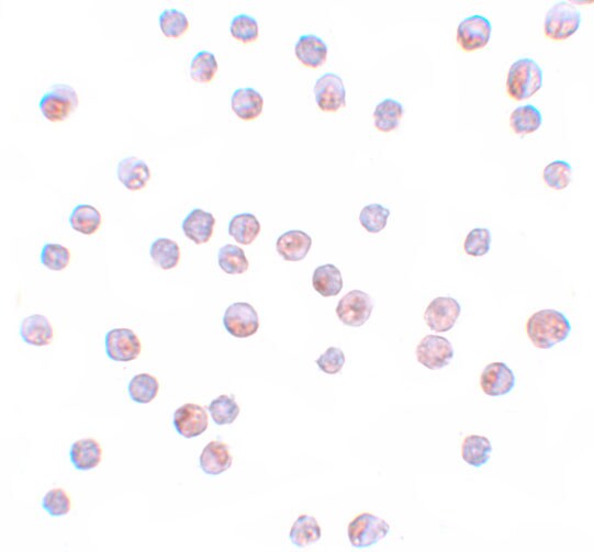 FOXO4 Antibody - BSA Free