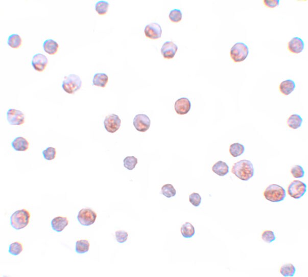 GEMIN2 Antibody - BSA Free