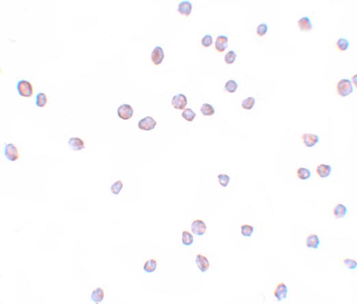 ZEB2 Antibody - BSA Free
