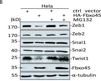 ZEB2 Antibody - BSA Free