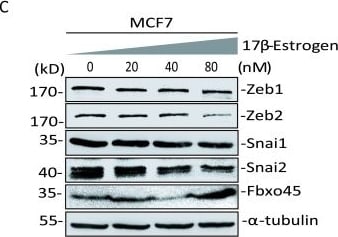 ZEB2 Antibody - BSA Free