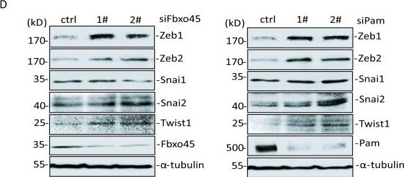 ZEB2 Antibody - BSA Free