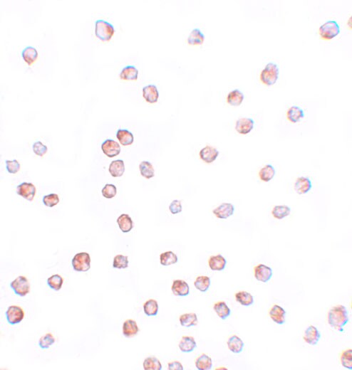 SCUBE1 Antibody - BSA Free