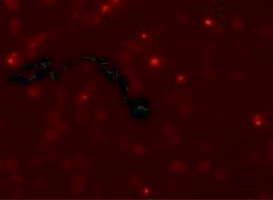 SCUBE2 Antibody - BSA Free