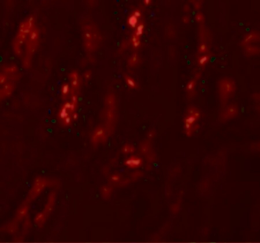 Secernin-1 Antibody - BSA Free