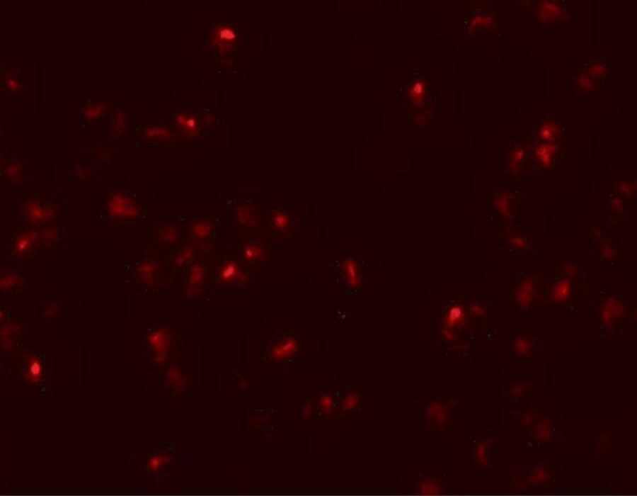SCRN2 Antibody - BSA Free