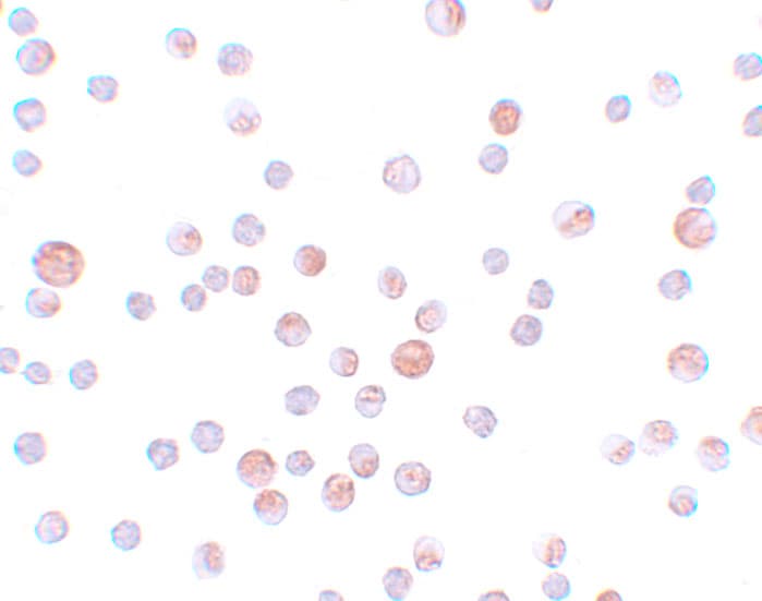 CABP7 Antibody - BSA Free