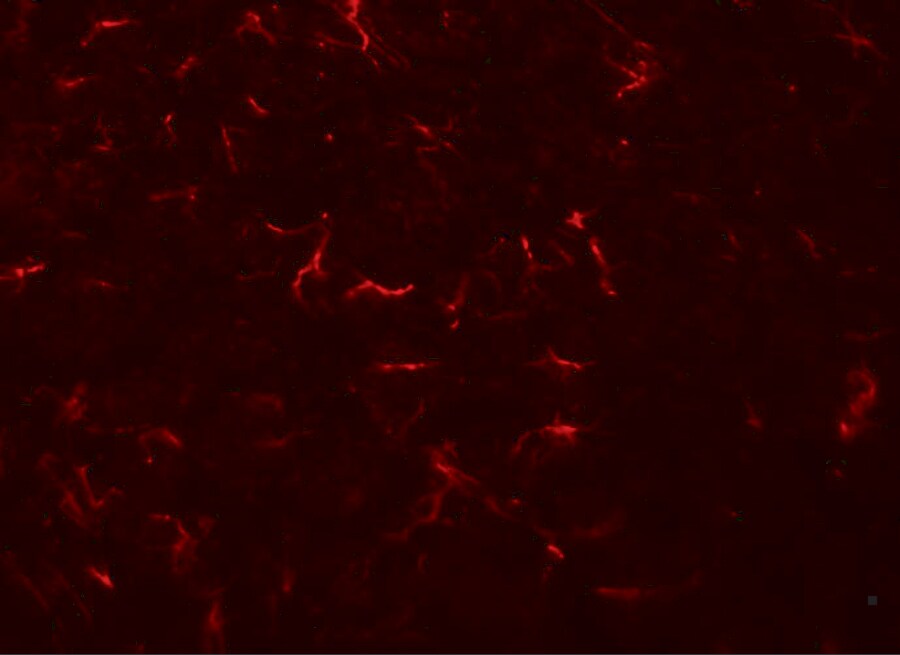 VENTX Antibody - BSA Free