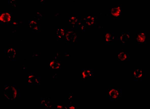 NAIP Antibody - BSA Free